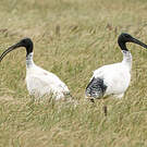 Ibis à cou noir