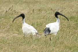 Ibis à cou noir