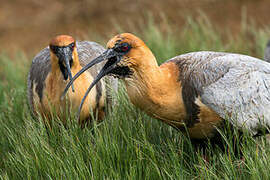 Black-faced Ibis