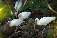 Ibis blanc