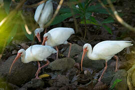 Ibis blanc