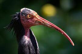 Northern Bald Ibis