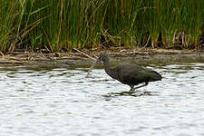 Ibis falcinelle