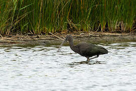 Glossy Ibis