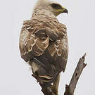 Aigle de Wahlberg