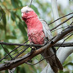 Cacatoès rosalbin