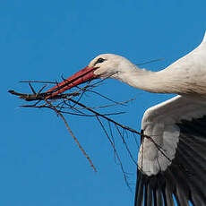 Cigogne blanche