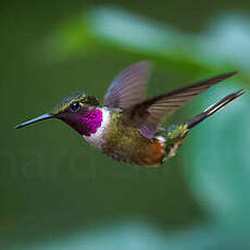 Colibri magenta