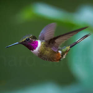 Colibri magenta