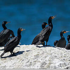 Cormoran du Cap