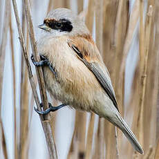 Rémiz penduline