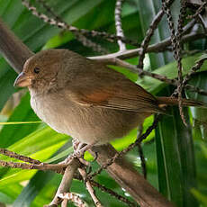 Sporophile rougegorge