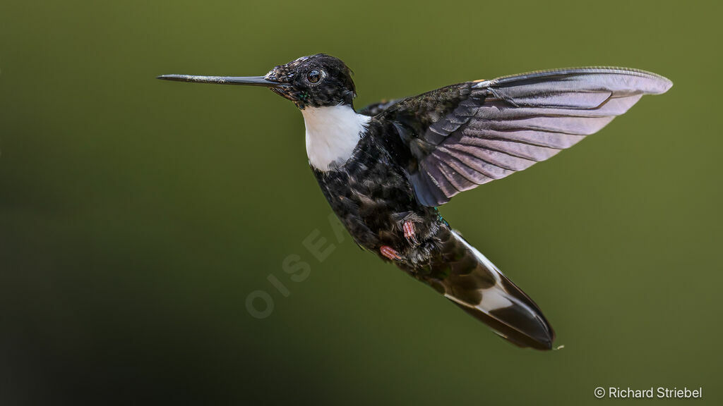 Collared Inca