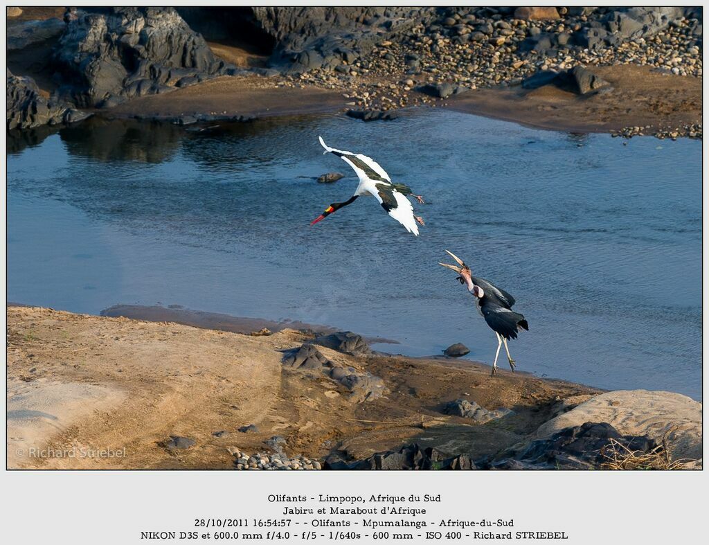 Saddle-billed Stork