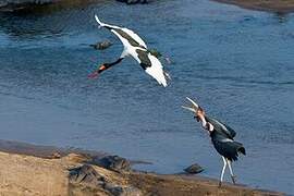 Saddle-billed Stork