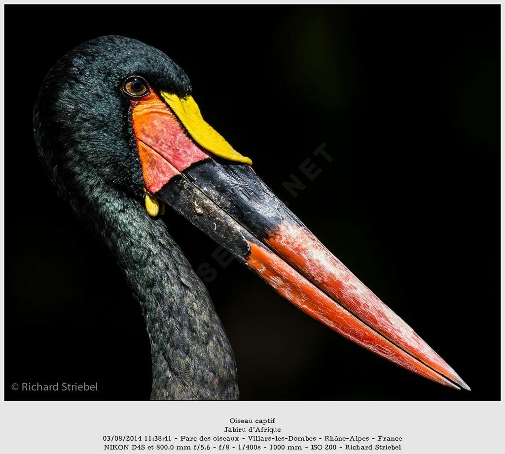 Saddle-billed Stork