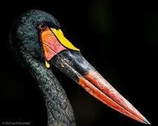 Saddle-billed Stork