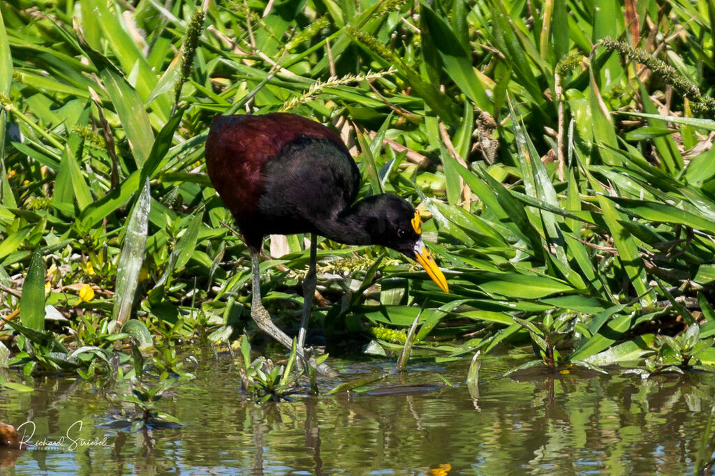 Jacana du Mexique