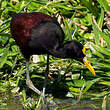 Jacana du Mexique