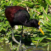 Jacana du Mexique