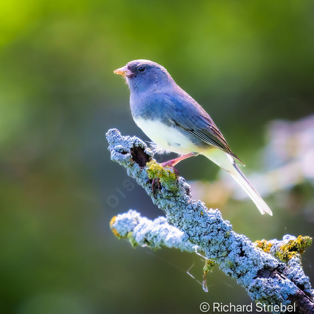 Junco ardoisé