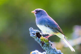 Junco ardoisé