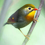 Red-billed Leiothrix