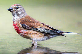 Common Linnet