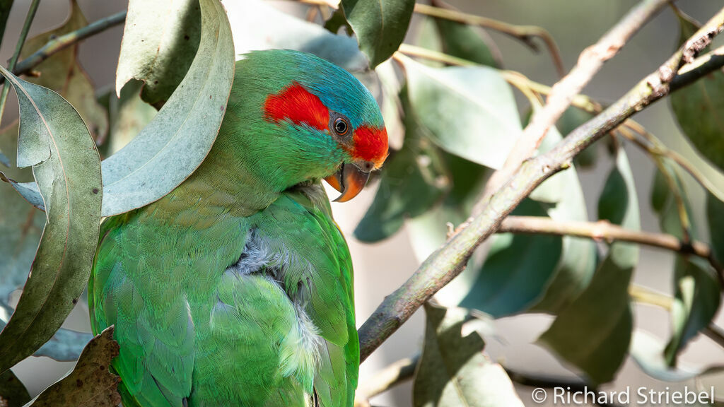 Musk Lorikeet