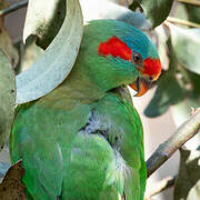 Musk Lorikeet