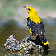 Eurasian Golden Oriole