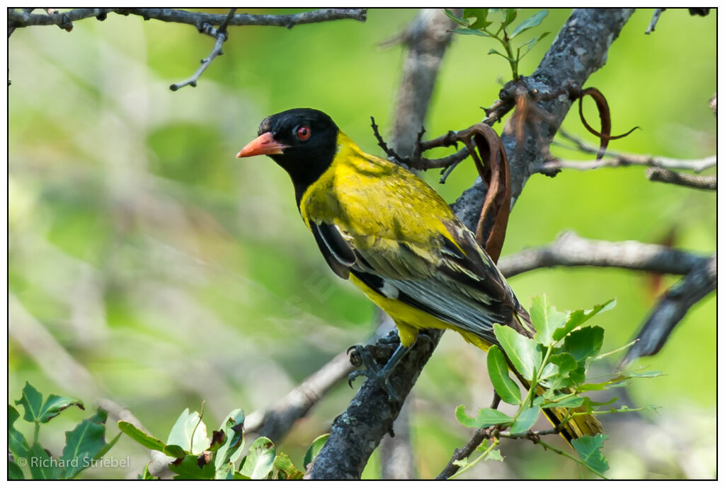 Black-headed Orioleadult