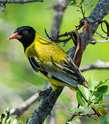 Black-headed Oriole