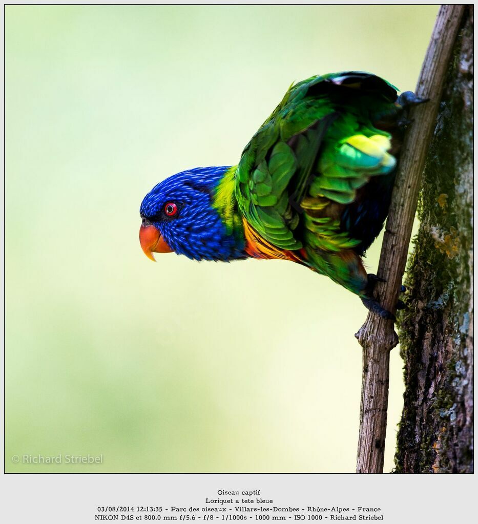 Coconut Lorikeet