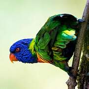 Coconut Lorikeet