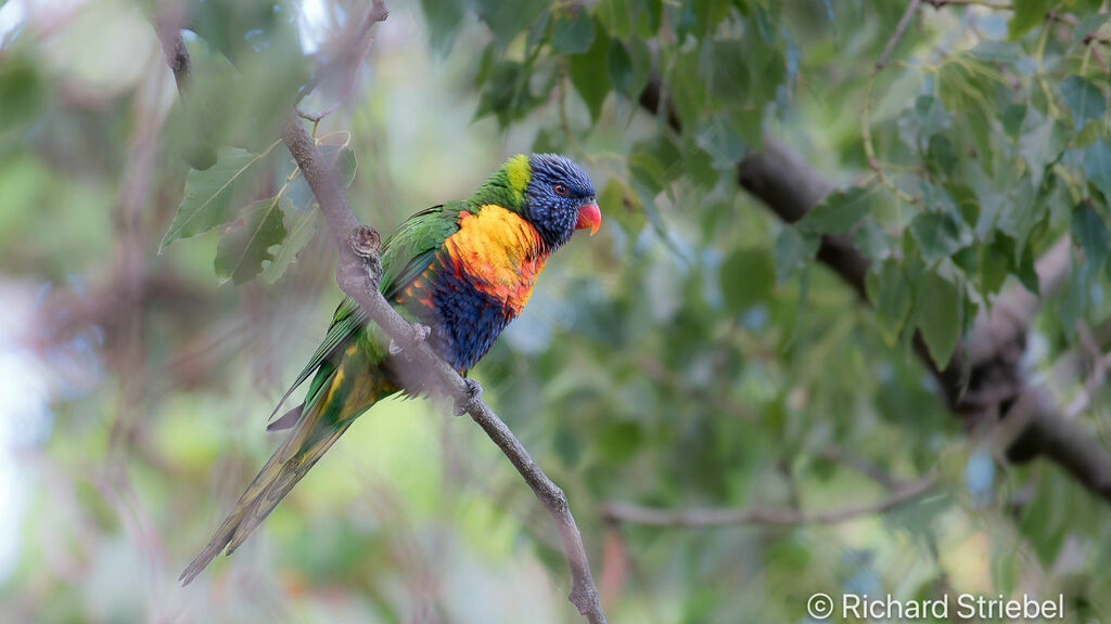 Rainbow Lorikeet