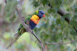 Rainbow Lorikeet