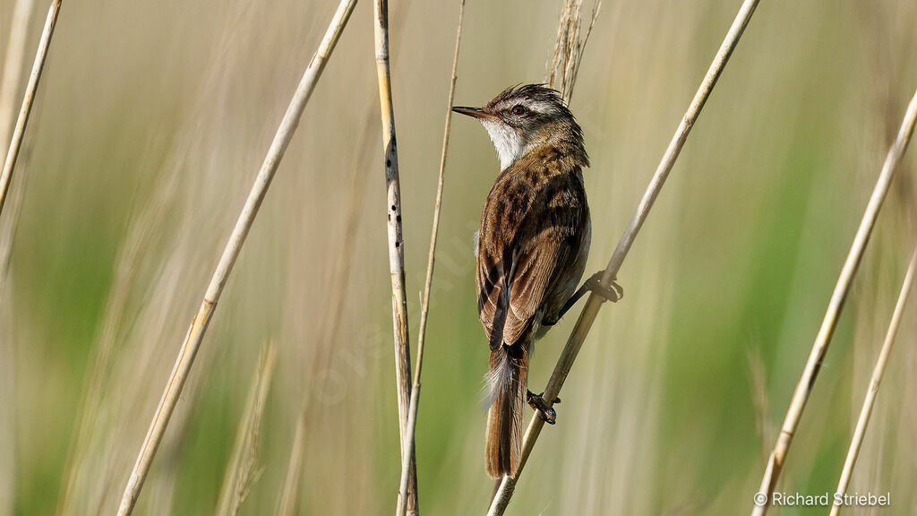 Moustached Warbler