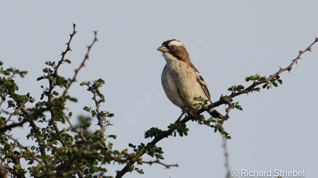 White-browed Sparrow-Weaver