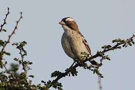 White-browed Sparrow-Weaver