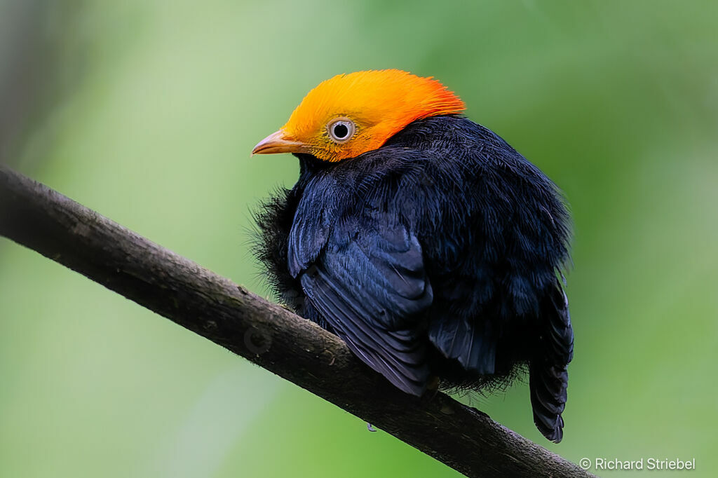 Manakin à tête d'or