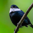 Manakin orné