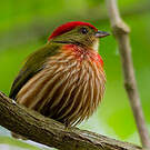 Manakin strié