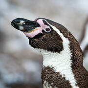 Humboldt Penguin