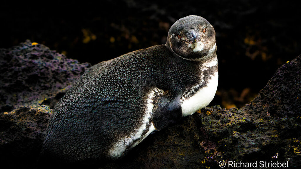 Galapagos Penguin