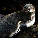 Manchot des Galapagos
