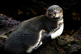 Galapagos Penguin