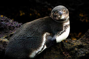 Manchot des Galapagos