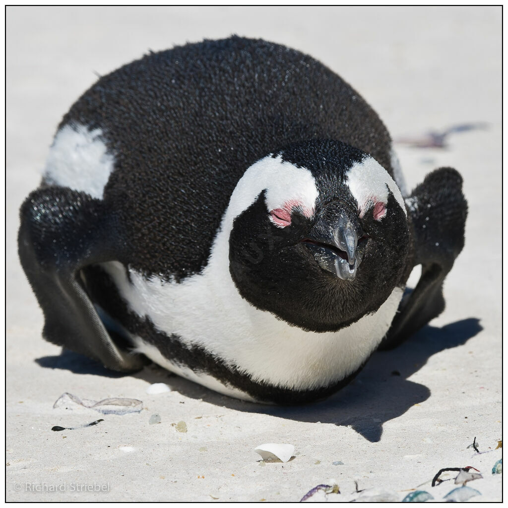 African Penguin