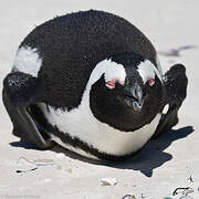 African Penguin